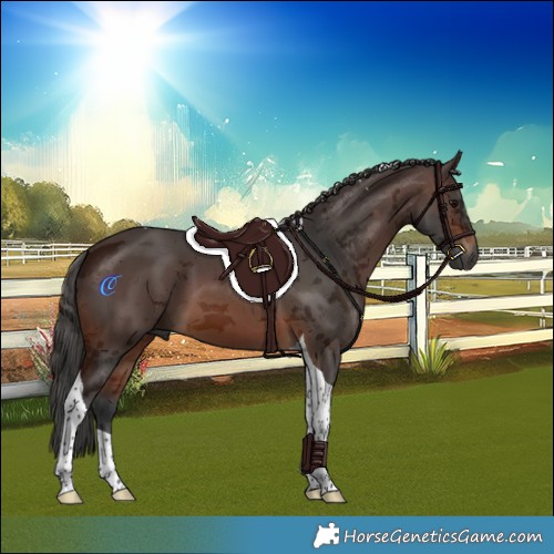 Horse Color:Gray Bay Merle Tobiano 
