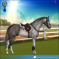 Horse Color:Gray Bay Merle Tobiano 