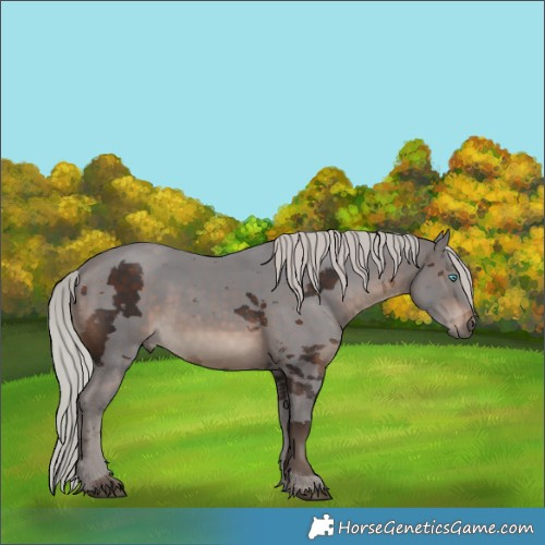 Horse Color:Silver Brown Merle 