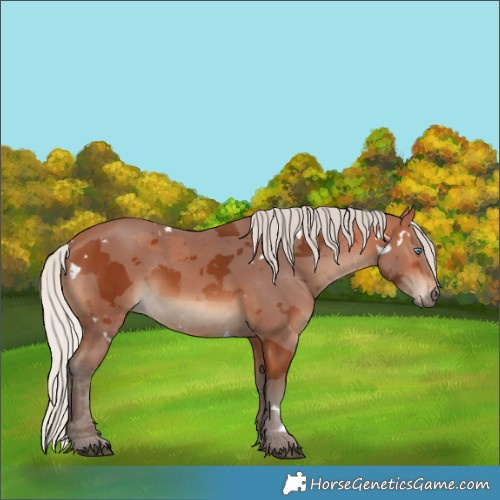 Horse Color:White Spotted Silver Bay Merle