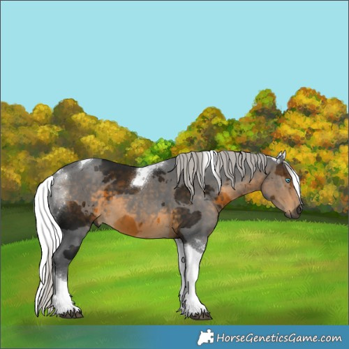 Horse Color:Gray Silver Buckskin Merle Tobiano 