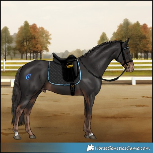 Horse Color:Liver Chestnut Appaloosa 