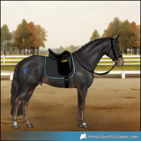 Horse Color:Liver Chestnut Appaloosa 