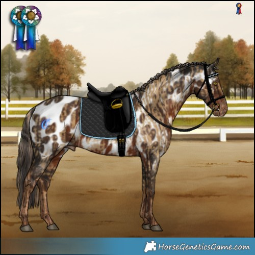 Horse Color:Chocolate Palomino Dun Blanket  and Liver Chestnut Near Leopard 