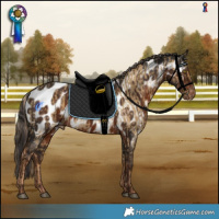 Horse Color:Chocolate Palomino Dun Blanket  and Liver Chestnut Near Leopard 