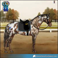 Horse Color:Chocolate Palomino Dun Blanket  and Liver Chestnut Near Leopard 
