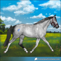 Horse Color:Gray Blue Roan Tobiano