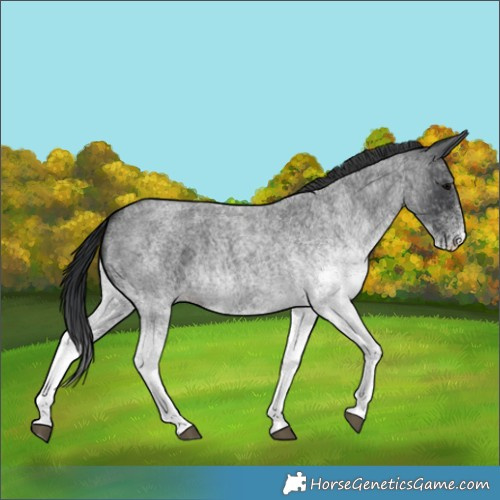 Horse Color:White Spotted Blue Roan 