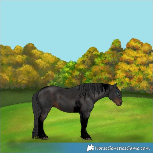 Horse Color:Void Liver Chestnut Tobiano