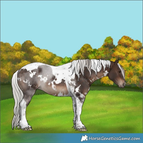 Horse Color:White Spotted Silver Brown Tobiano Rabicano 