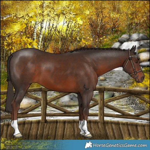 Horse Color:Liver Chestnut
