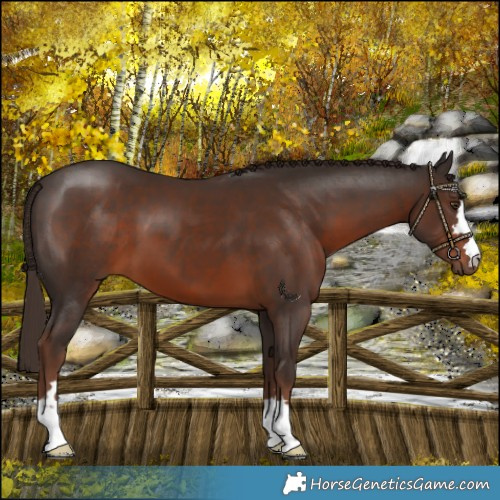 Horse Color:Liver Chestnut 