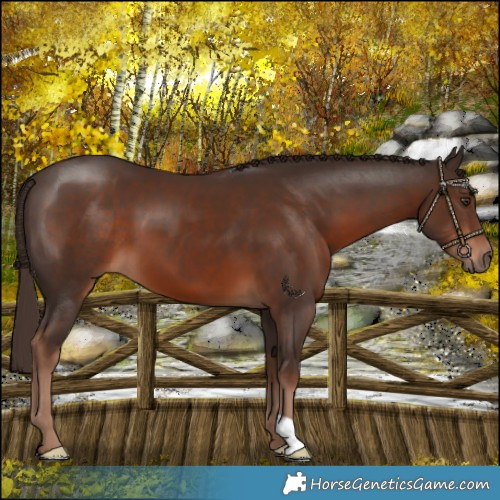 Horse Color:Liver Chestnut 