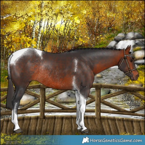 Horse Color:Bay Tobiano Rabicano