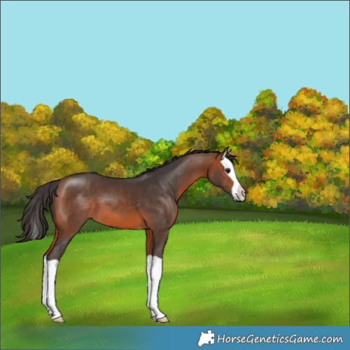 Horse Color:Bay Splash