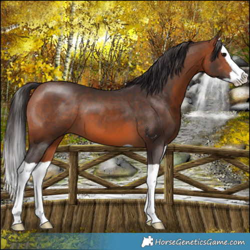 Horse Color:Bay Splash