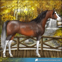 Horse Color:Bay Splash 
