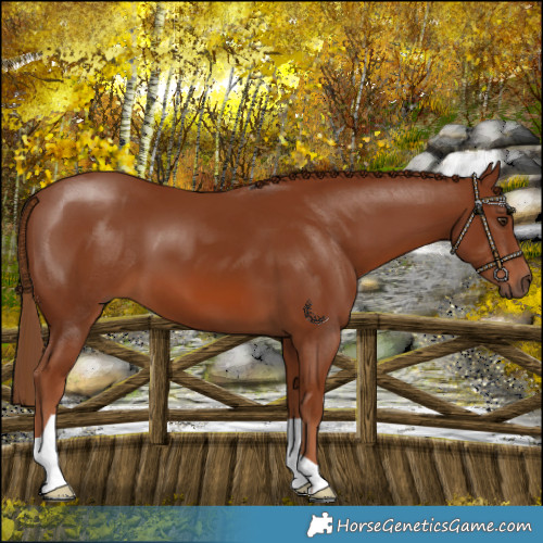 Horse Color:Chestnut 