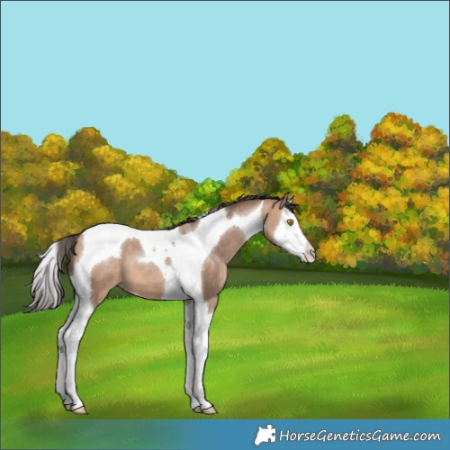 Horse Color:Amber Champagne Splash Tobiano