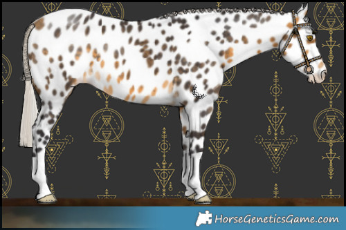 Horse Color:Silver Buckskin Near Leopard 