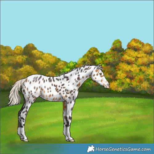 Horse Color:Silver Buckskin Appaloosa 