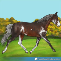 Horse Color:Silver Brown Sabino 