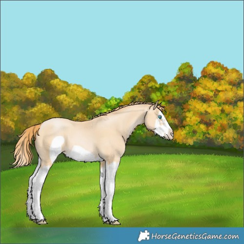 Horse Color:Buckskin Pearl Splash Frame 