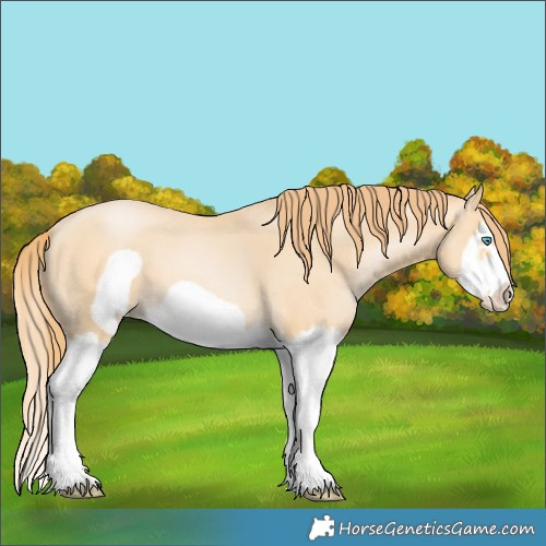 Horse Color:Buckskin Pearl Splash Frame 