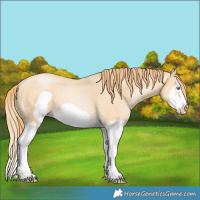 Horse Color:Buckskin Pearl Splash Frame