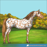 Horse Color:Chestnut Appaloosa
