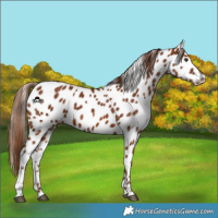 Horse Color:Chestnut Leopard
