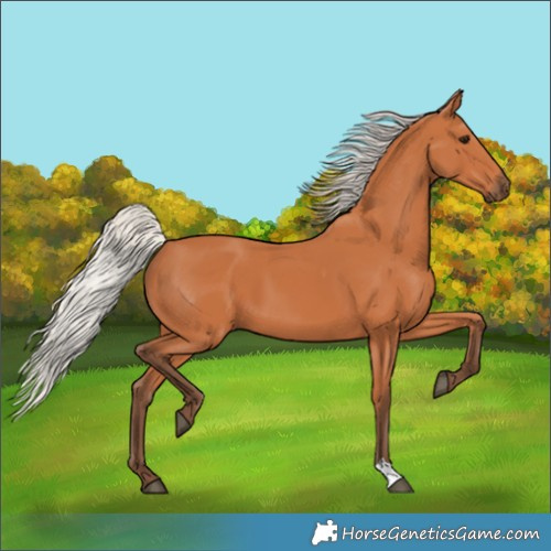 Horse Color:Silver Bay 
