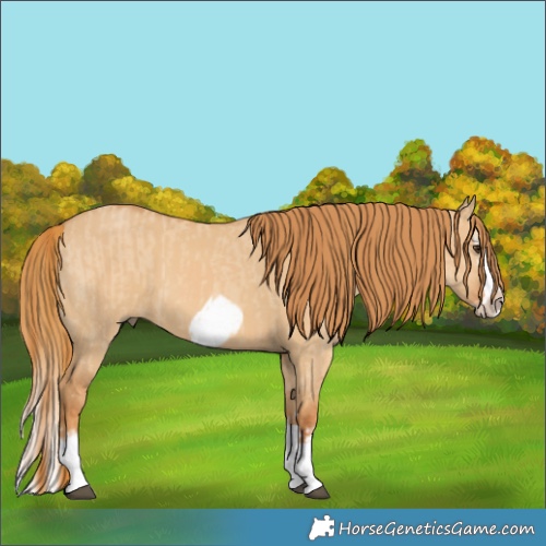 Horse Color:Red Dun Splash Frame  and Red Dun Splash Frame 