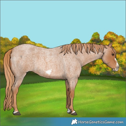 Horse Color:Red Roan Splash Frame 