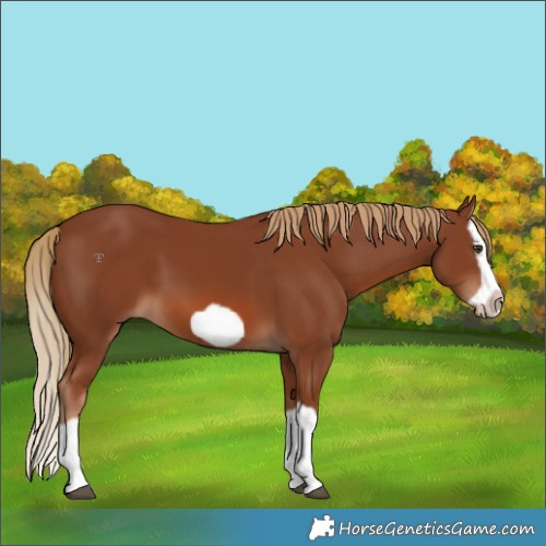 Horse Color:Chestnut Splash Frame 