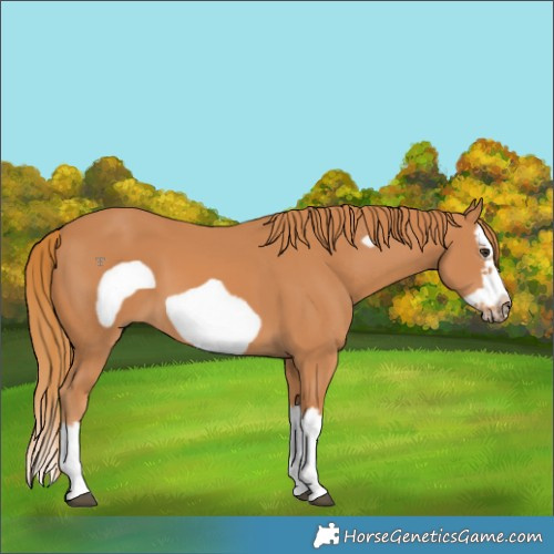 Horse Color:Chestnut Splash Frame 