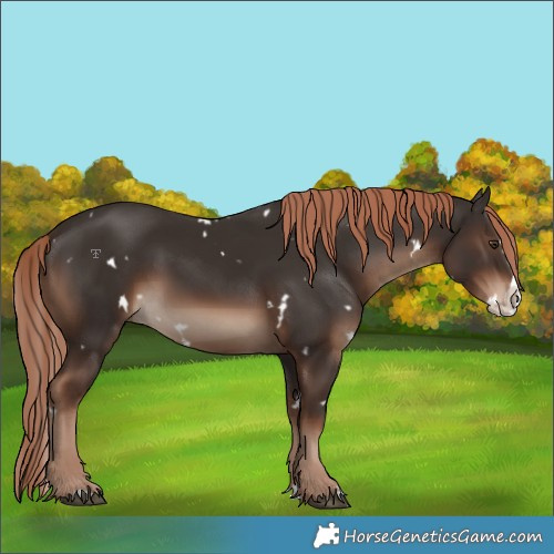 Horse Color:White Spotted Liver Chestnut Splash