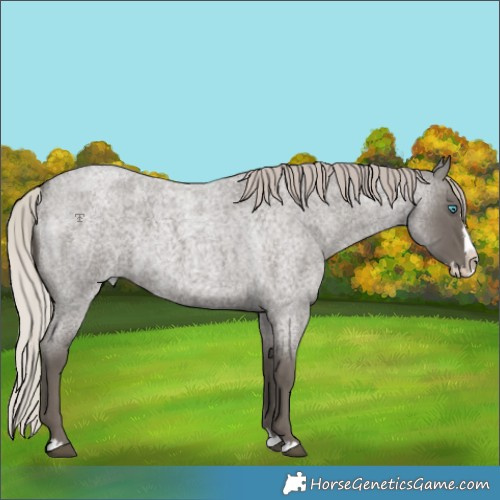 Horse Color:Silver Blue Roan Splash 