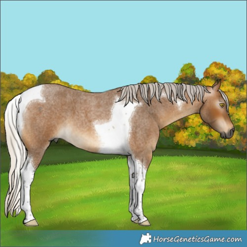 Horse Color:Gray Silver Buckskin Roan Tobiano 