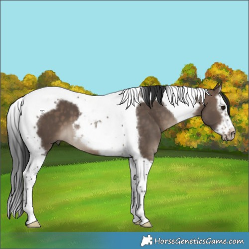Horse Color:Brown Dun Splash Tobiano Frame 
