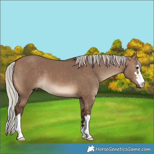 Horse Color:Silver Bay Dun 