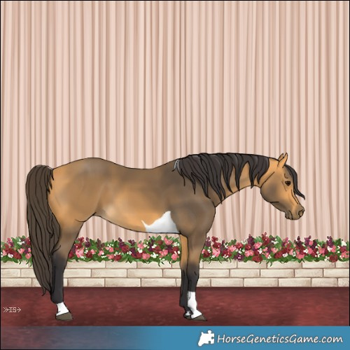 Horse Color:Buckskin Tobiano 