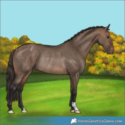 Horse Color:Brown Dun Varnish Rabicano 