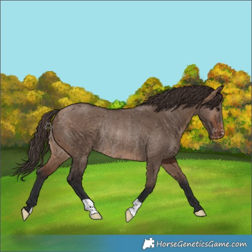Horse Color:Brown Dun Appaloosa Rabicano 