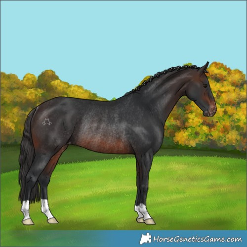 Horse Color:Brown Varnish Rabicano 