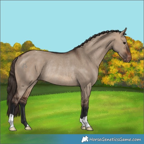 Horse Color:Brown Dun Appaloosa Rabicano
