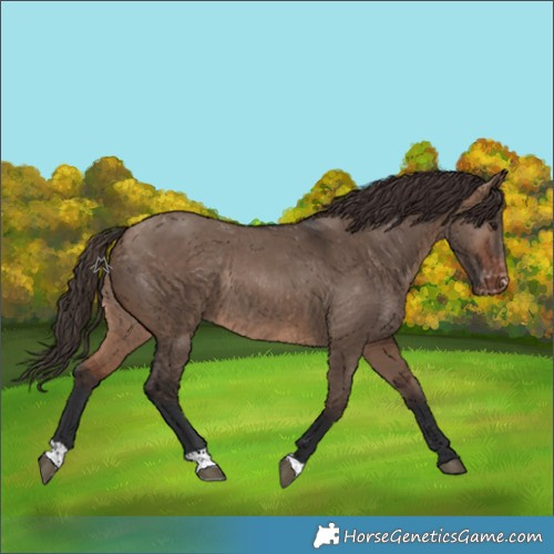 Horse Color:Brown Dun Appaloosa Rabicano 