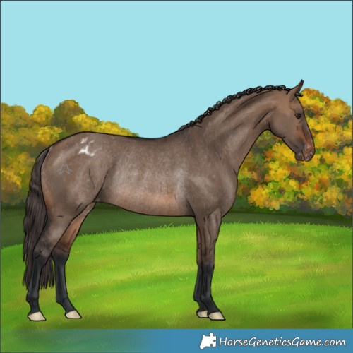 Horse Color:Brown Dun Varnish Rabicano