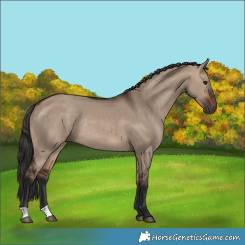 Horse Color:Brown Dun Rabicano