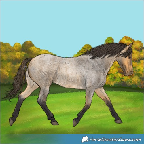 Horse Color:Buckskin Roan Rabicano 